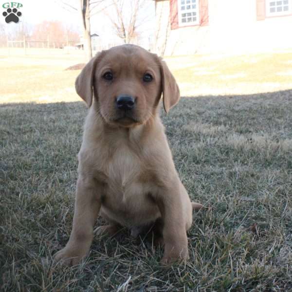 Gunner, Fox Red Labrador Retriever Puppy